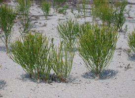 Inland Sand Dunes