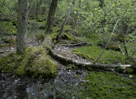 Maple Swamp