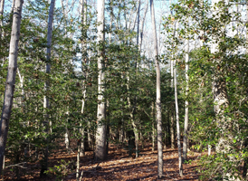 Upland Mixed Forest