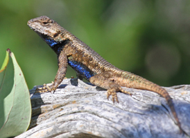 Skink seen in northern New Jersey! : r/Lizards