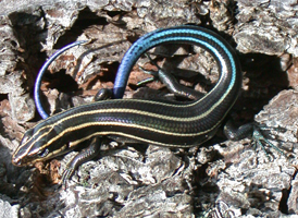 Five-lined Skink