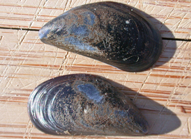 Blue Mussel