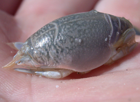 atlantic mole crab