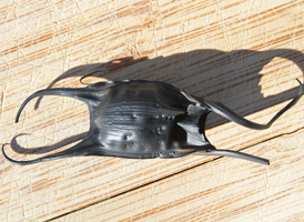 Skate Eggcase