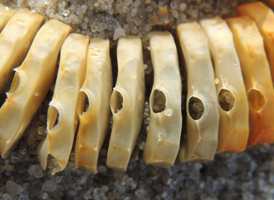 Whelk Eggcases