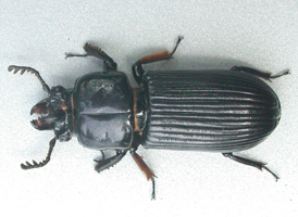 Bess Beetles
