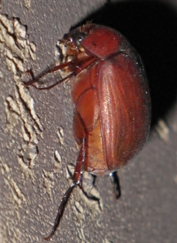 Scarab Beetles