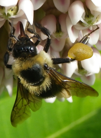 Creature Feature: Common Eastern Bumblebee - Raritan Headwaters