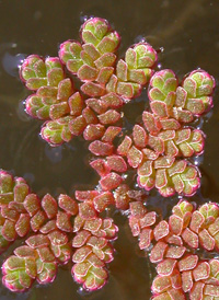 Carolina Mosquito-fern