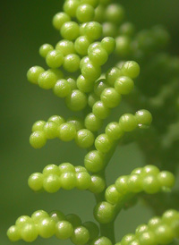 Cut-leaved Grape-fern