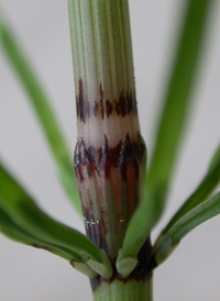 Field Horsetail