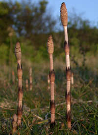 Field Horsetail