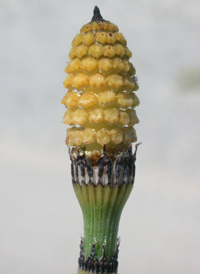 Rough Horsetail