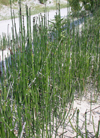 Rough Horsetail