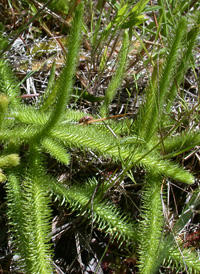 Foxtail Clubmoss