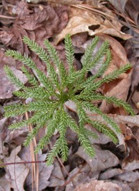 Obscure Clubmoss