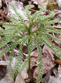 Obscure Clubmoss