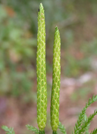 Obscure Clubmoss