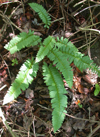 Christmas Fern