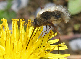 Cabin River Flies SynthFly Wasp & Bee 5-Pack (Yellow Jacket, Honey Bee,  Orange Honey Bee, Bumble Bee & Orange Bumble Bee) - Synthetic Fly Fishing  Flies (Size 12), Dry Flies -  Canada