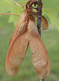 Silver Maple