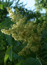 Tree-of-heaven