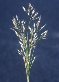 Silver Hair-grass