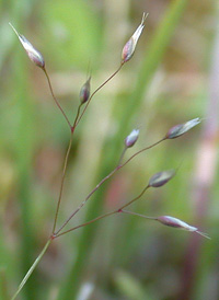 Silver Hair-grass