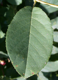 Oblong-leaved Juneberry