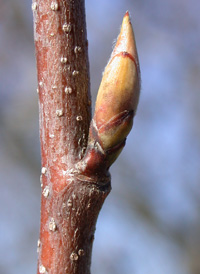 Oblong-leaved Juneberry