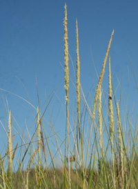 American Beach-grass