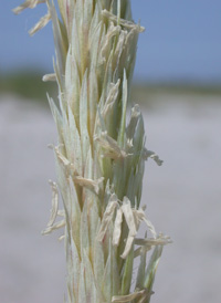 American Beach-grass