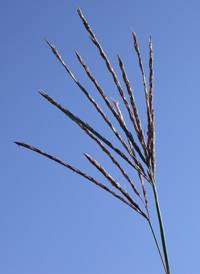 Forked Beard-grass