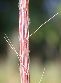 Forked Beard-grass