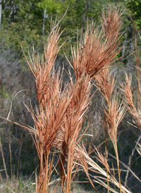 Broomhead Beard-grass