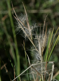 Broomhead Beard-grass