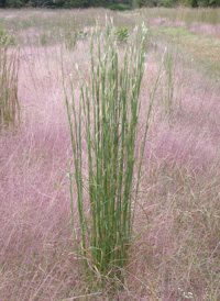 Virginia Beard-grass