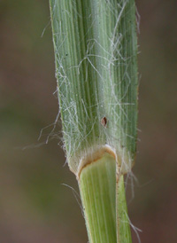 Virginia Beard-grass