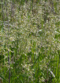 Northern Sweet-grass