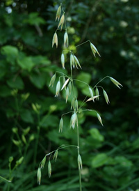 Wild-oat