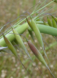 Wild-oat