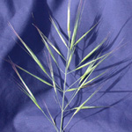 Great Brome