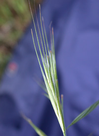Great Brome