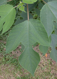 Paper Mulberry