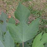 Paper Mulberry