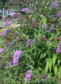 Common Butterfly-bush