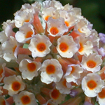 Orange Butterfly-bush