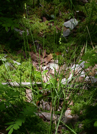 Prickly Bog Sedge