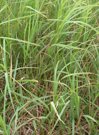 Bermuda-grass