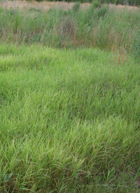 Bermuda-grass